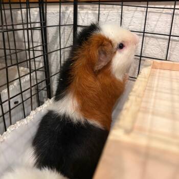 Rescue Guinea Pig Guinea Pigs for Adoption in South Burlington, Vermont - Swiss Roll | PetCurious